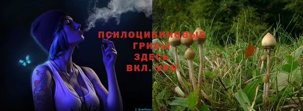 амф Магас